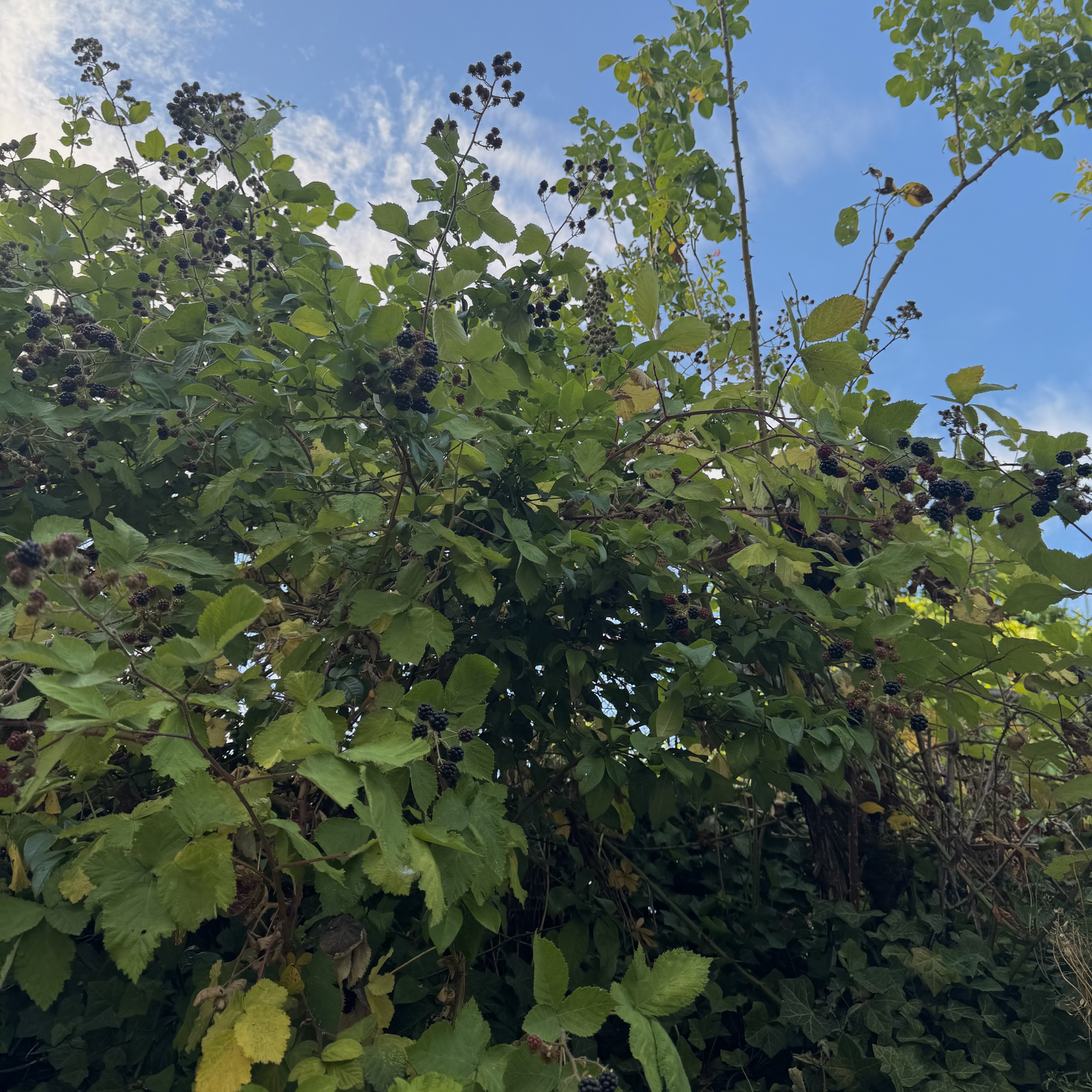 blackberries