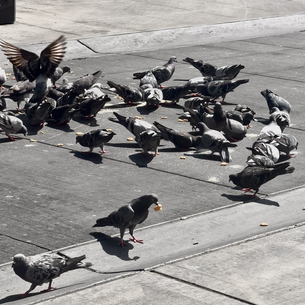 birds